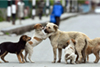 Three-day survey of street dogs in Mangaluru to be over on February 15